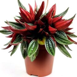 peperomia caperata rosso