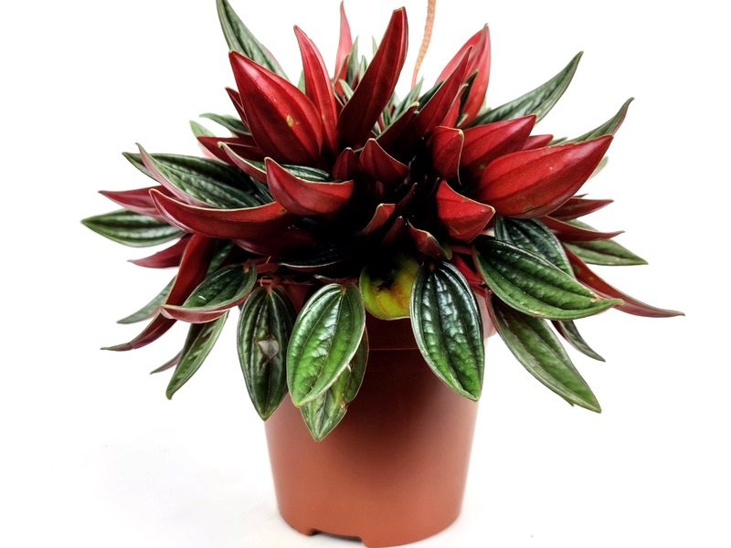 peperomia caperata rosso peperomia caperata rosso