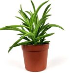 peperomia ferreyrae