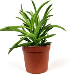 peperomia ferreyrae