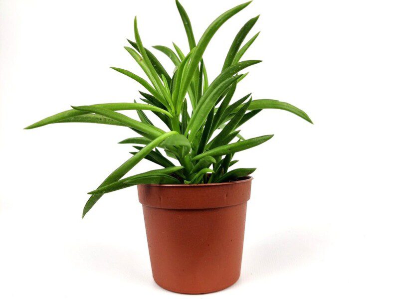 peperomia ferreyrae peperomia ferreyrae