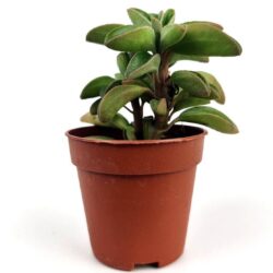 peperomia graveolens