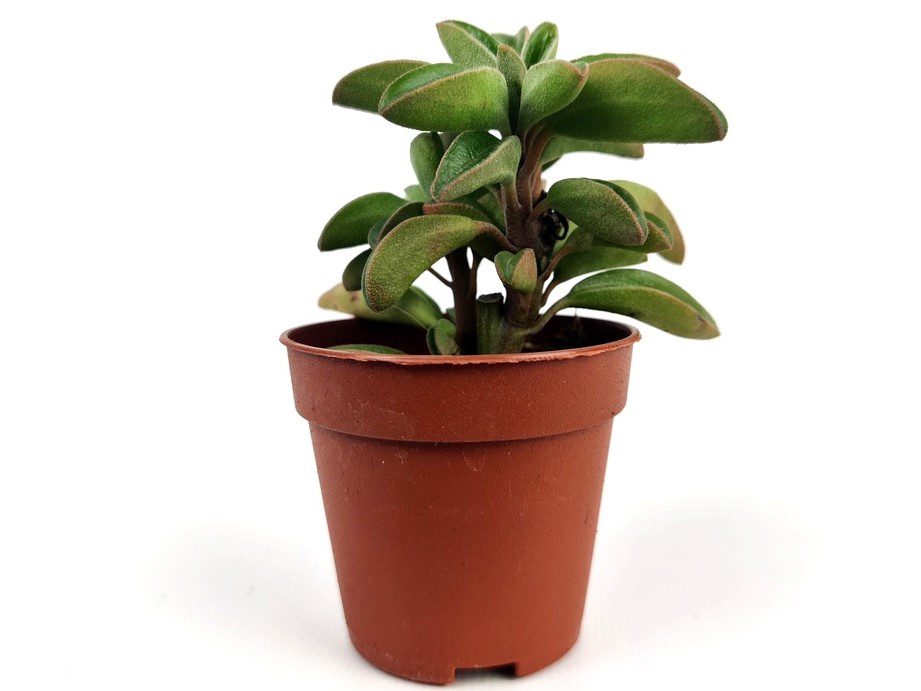 peperomia graveolens peperomia graveolens
