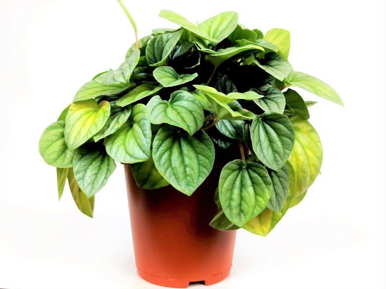 peperomia moonlight 1 peperomia moonlight 1