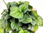 peperomia moonlight