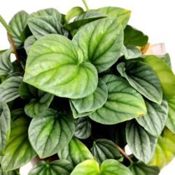 peperomia moonlight