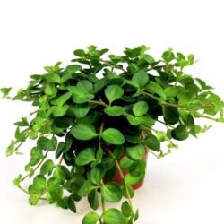 peperomia rotundifolia