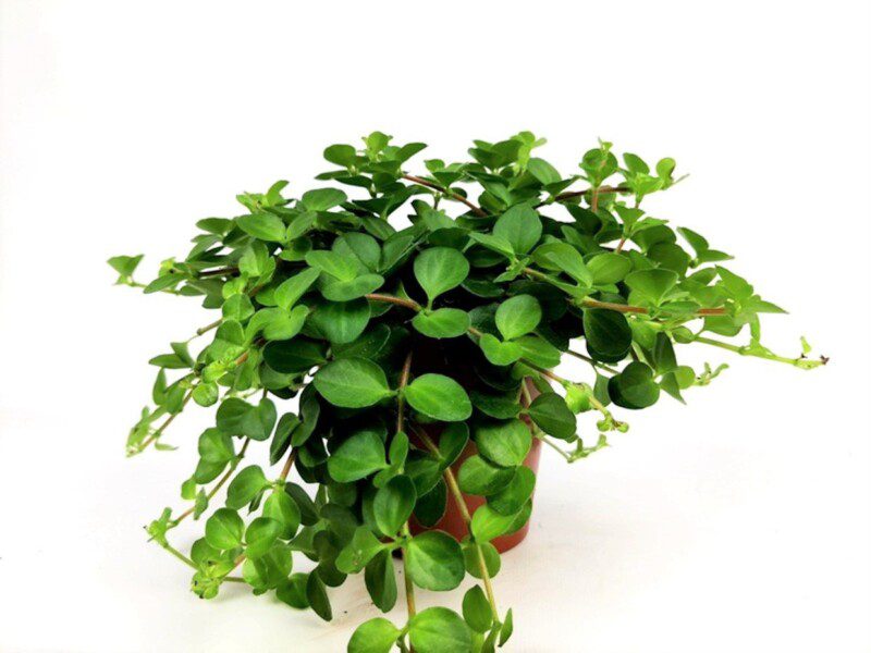 peperomia rotundifolia peperomia rotundifolia