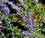 perovskia atriplicifolia blue spire salvia russa 1 1