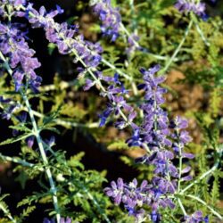 perovskia atriplicifolia blue spire salvia russa 1 1