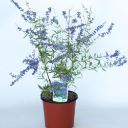 perovskia atriplicifolia blue spire salvia russa 2