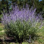 perovskia atriplicifolia blue spire salvia russa 3 1