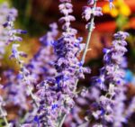 perovskia atriplicifolia little spire salvia russa 1