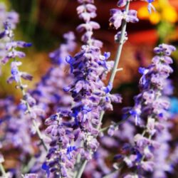 perovskia atriplicifolia little spire salvia russa 1