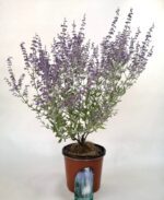 perovskia atriplicifolia little spire salvia russa 2 1