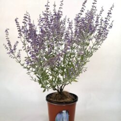 perovskia atriplicifolia little spire salvia russa 2 1