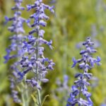 perovskia atriplicifolia perovskia atr. lacey blue salvia russa 1 1