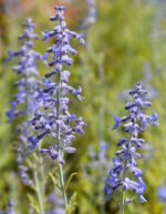 perovskia atriplicifolia perovskia atr. lacey blue salvia russa 1 1