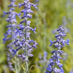 perovskia atriplicifolia perovskia atr. lacey blue salvia russa 1 1