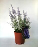 perovskia atriplicifolia perovskia atr. lacey blue salvia russa 4