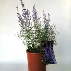 perovskia atriplicifolia perovskia atr. lacey blue salvia russa 4