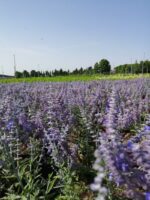 perovskia atriplicifolia perovskia atr. lacey blue salvia russa 5 1