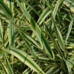 phalaris arundinacea picta 1 1