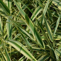phalaris arundinacea picta 1 1