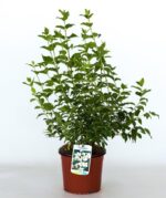 philadelphus belle etoile filadelfo 1