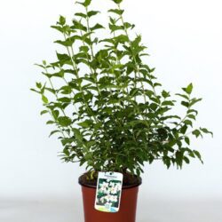 philadelphus belle etoile filadelfo 1