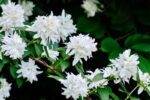 philadelphus coronarius virginalis filadelfo 1 1