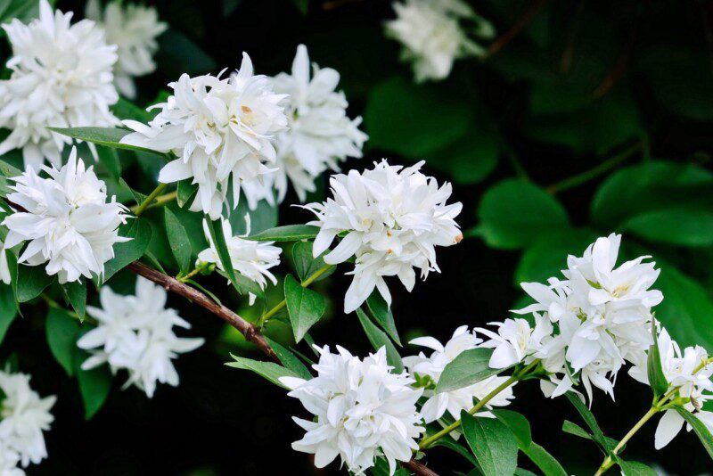 philadelphus coronarius virginalis filadelfo 1 1 philadelphus coronarius virginalis filadelfo 1 1