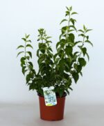 philadelphus coronarius virginalis filadelfo 3 1