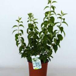 philadelphus coronarius virginalis filadelfo 3 1