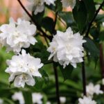philadelphus hybrido snowflake filadelfo 1