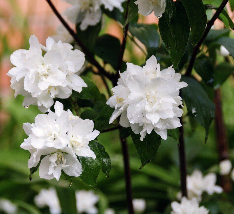 philadelphus hybrido snowflake filadelfo 1 philadelphus hybrido snowflake filadelfo 1