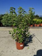 philadelphus hybrido snowflake filadelfo 2 1