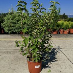 philadelphus hybrido snowflake filadelfo 2 1
