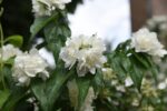 philadelphus hybrido snowgoose filadelfo 2