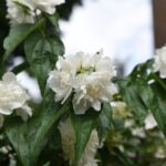 philadelphus hybrido snowgoose filadelfo 2