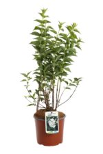 philadelphus hybrido snowgoose filadelfo 3 1