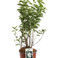 philadelphus hybrido snowgoose filadelfo 3 1
