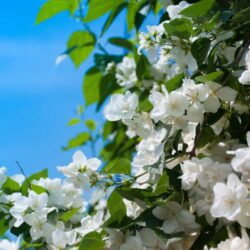 philadelphus manteau dhermine filadelfo 1 1