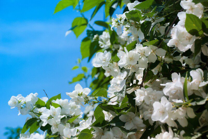 philadelphus manteau dhermine filadelfo 1 1 philadelphus manteau dhermine filadelfo 1 1
