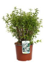 philadelphus manteau dhermine filadelfo 2