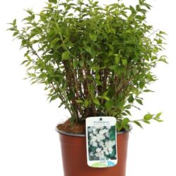 philadelphus manteau dhermine filadelfo 2