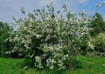 philadelphus manteau dhermine filadelfo 3 1
