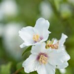 philadelphus schneesturm filadelfo 2