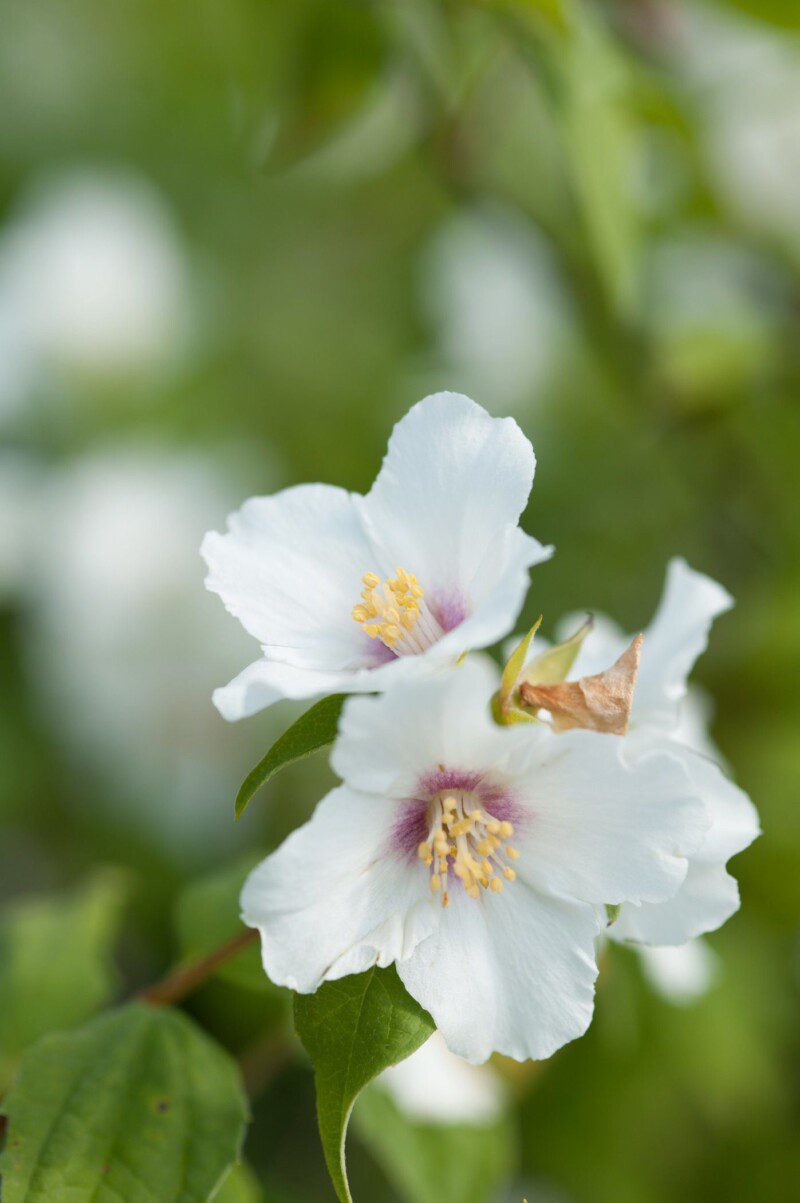 philadelphus schneesturm filadelfo 2 philadelphus schneesturm filadelfo 2