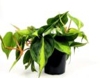 philodendron scandens brasil 1